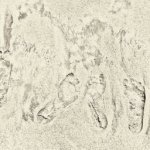 Footprints IN